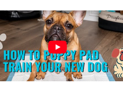 How To Puppy Pad Train Your Frenchie Puppy - Video